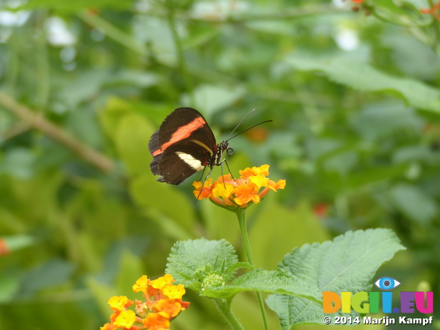 FZ007353 Butterfly on yellow flower